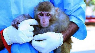 Egypt jails woman for 3 years for ‘harassing’ monkey