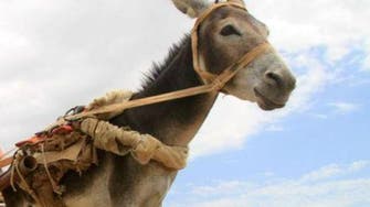 Egypt farmer held for naming donkey after top general