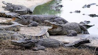 Dozens of crocodiles stolen from Egypt’s largest man-made lake 
