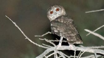 Heads turn at new owl species discovered in Oman 