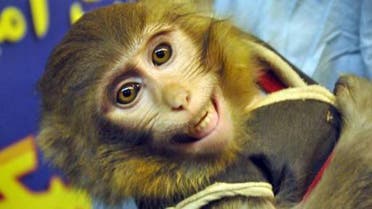An image obtained from Iranian Students' News Agency (ISNA) shows a monkey that was launched into space and brought back to Earth, on January 28, 2013. (AFP)