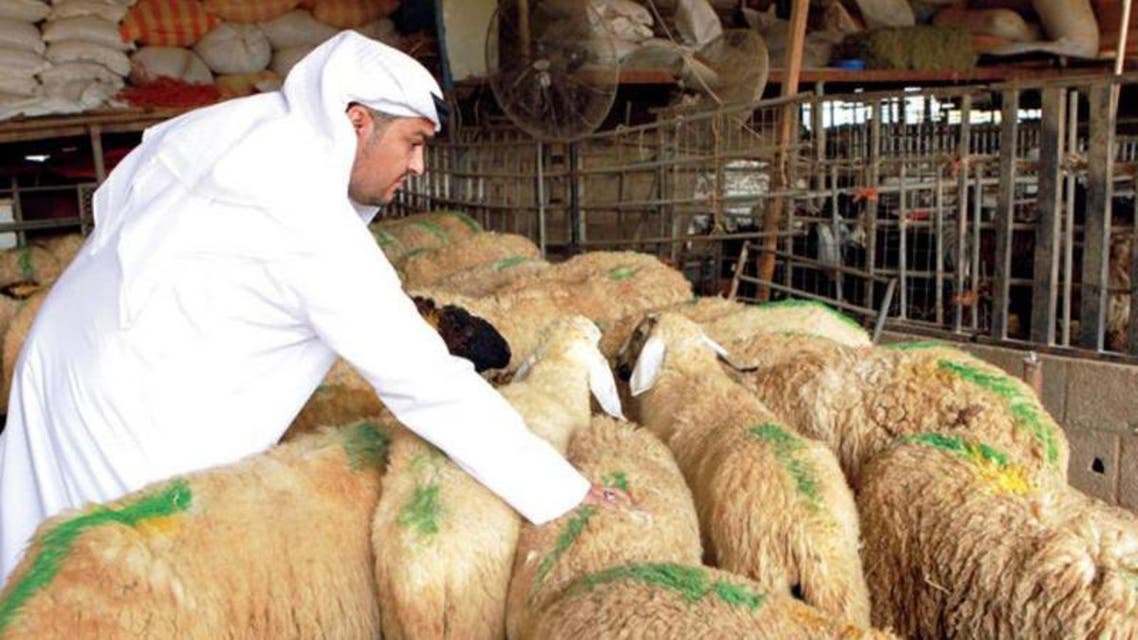 السعوديون ينتقون اضاحي العيد