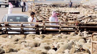 خروف العيد.. تقليد ينسحب من حياة السعوديين 