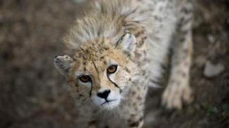Iranian cheetah sighting gives hope to conservation efforts