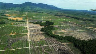 Indonesia forests still dwindle despite reforms