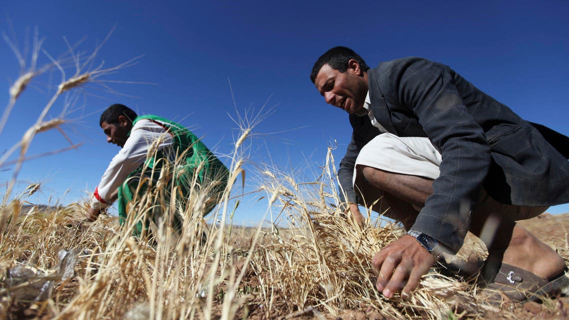 Harvest season in Yemen