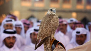 Falcon Auction in Doha