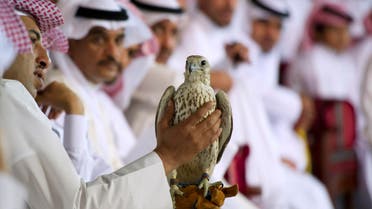 Falcon Auction in Doha