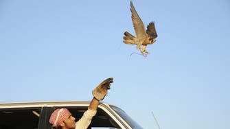 A costly falcon is always welcome: prized bird sells for $27,500 in Qatar