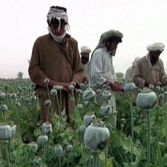 ازدهار زراعة "الأفيون" بأفغانستان مع انسحاب الأميركيين 