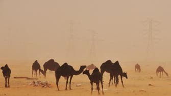 Saudi says first camel tests positive for MERS virus 