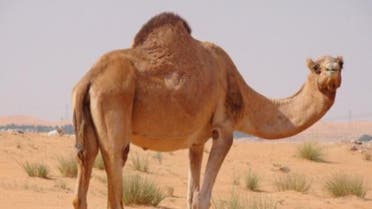camel virus