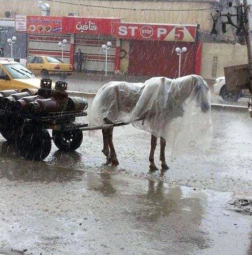 ثلاثة ايام من الامطار تحول بغداد الى فينيسيا عراقية