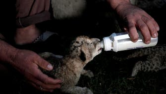 Newborn lion cubs die in Hamas-run zoo in Gaza