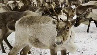 Norwegian Halal reindeer meat to go on sale 