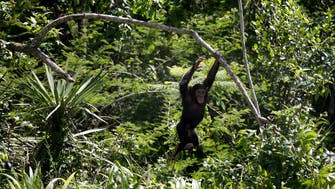 Chimps are people, too? U.S. courts to test that question