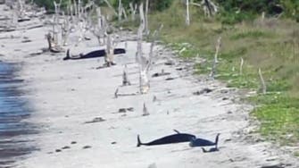 حيتان تعود إلى المياه بعد جنوح "انتحاري" في فلوريدا