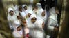 Egypt frees 21 Islamist women protesters