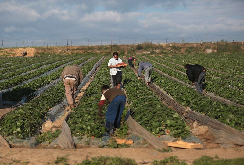 Strawberry picking in Gaza
