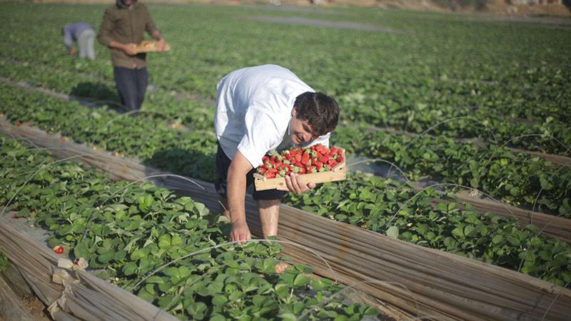 Strawberry picking in Gaza