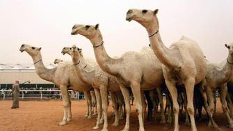 May the best camel win: Saudi contest attracts global attention