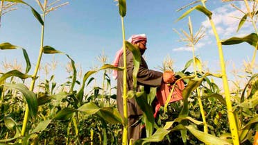 الزراعة في السعودية - مزارع سعودي يجمع محصول ذرة في الخرج غرب الرياض