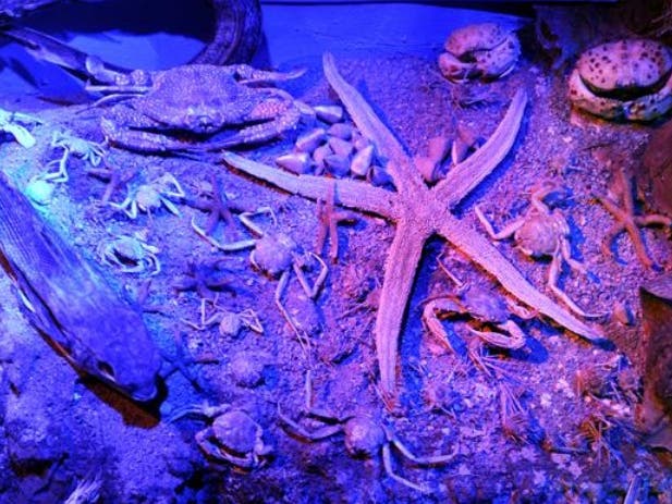 Turkey's first marine museum to exhibit rare Mediterranean species | Al Arabiya English Turkey's first marine museum to exhibit rare Mediterranean species | Al Arabiya English