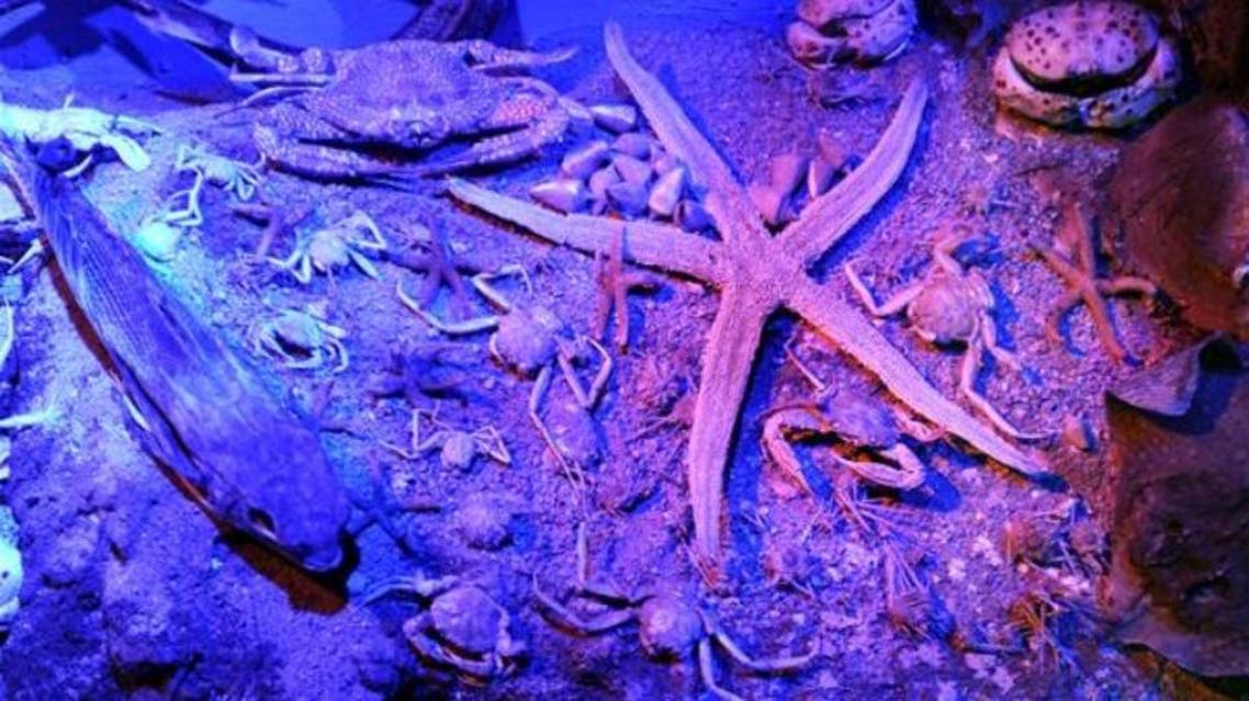 Marine animals such as bony fishes, shrimps, shellfishes and lobsters will be also be on display. (Courtesy: Hurriyet Daily News)