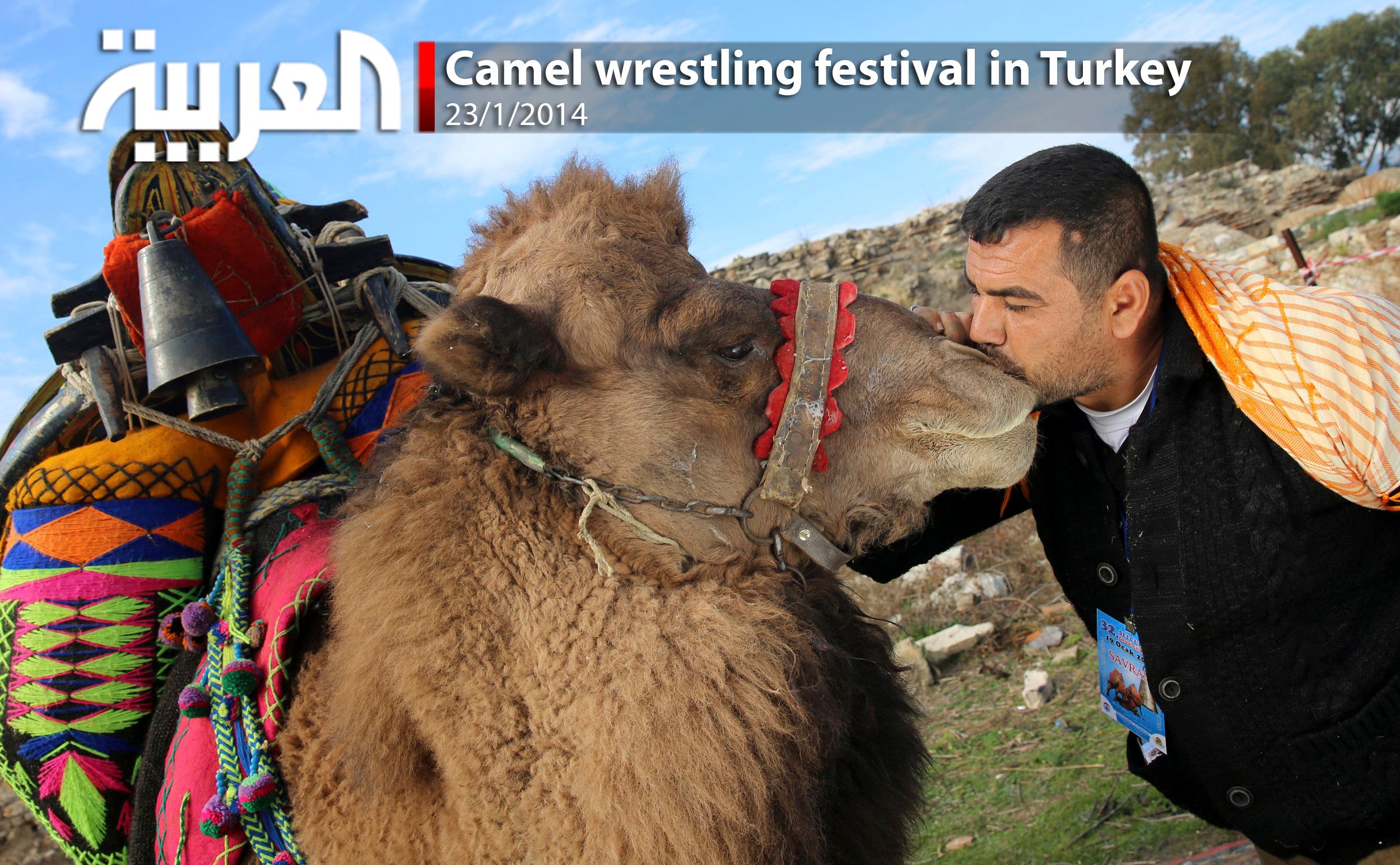 Camel Wrestling Festival In Turkey - Al Arabiya English