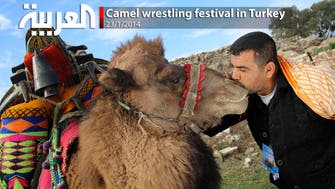Camel wrestling festival in Turkey  
