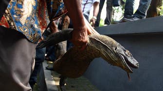Komodo dragon dies at Indonesia’s ‘death zoo’