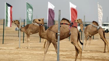 Camel festival in the UAE 