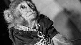 Pictures of monkey on a leash in Dubai club spark outrage