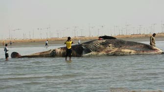 Video: whale found beached off Saudi coast