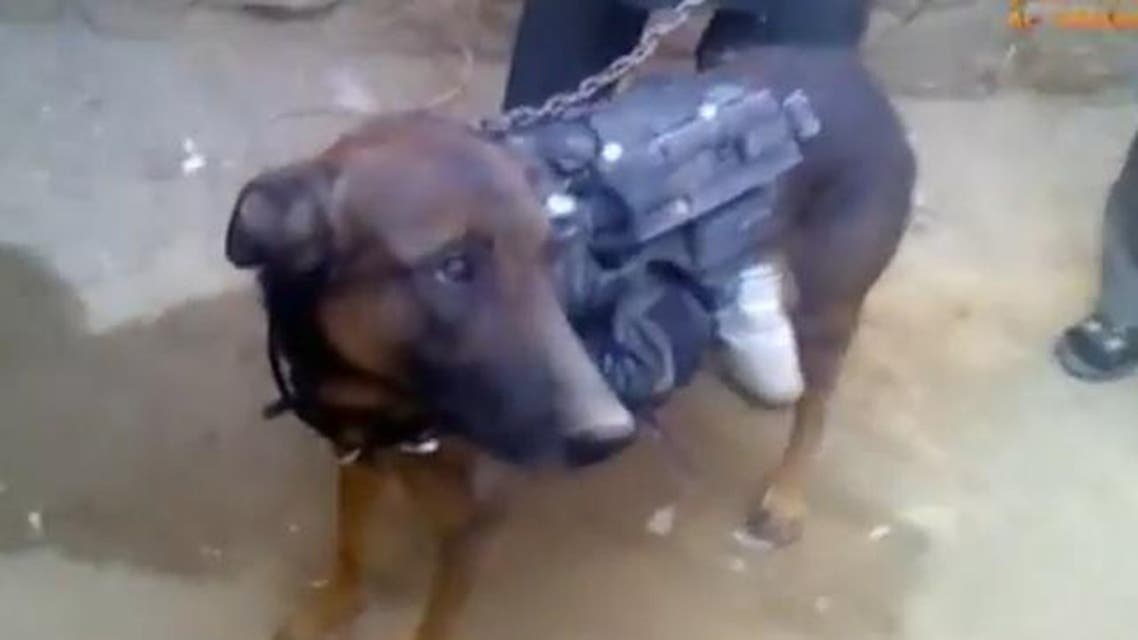 dog NATO