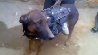 Taliban capture NATO military dog ‘Colonel’ 