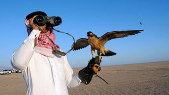 Saudi falconry thrives as sport garners fans