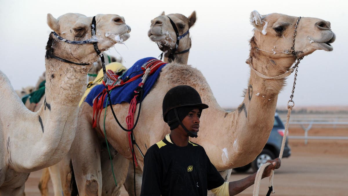 One of the ‘most beautiful and expensive’ camels in the Gulf passes