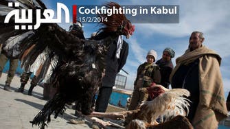 Cockfighting in Kabul