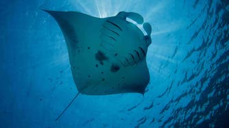Indonesia hopes to cash in on manta ray tourism