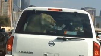 Cruisin’ cat: Video shows lion in Dubai car