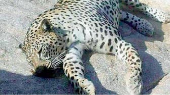 Endangered Arabian leopard found poisoned in Saudi Arabia