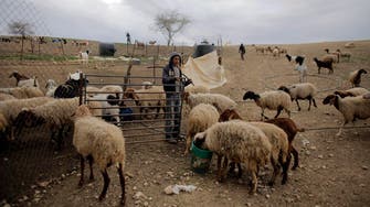 Palestinian shepherds bitter at rise in Israeli demolitions