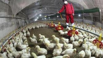 أول إصابة بإنفلونزا الطيور في مزرعة دواجن شرق ليبيا