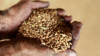 Egypt allocates $1bn for local wheat purchase