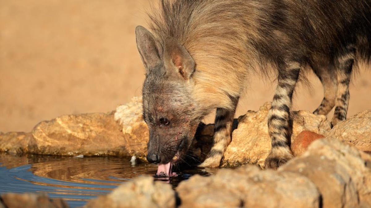 Japan zoo discovers it tried to mate two male hyenas