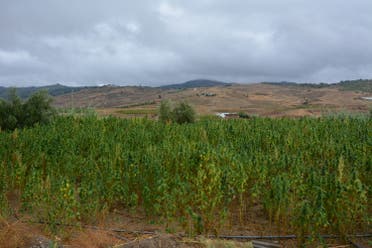 القنب الهندي في المغرب