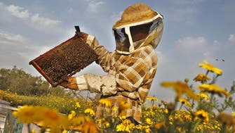 Gaza enjoys best honey harvest in a decade