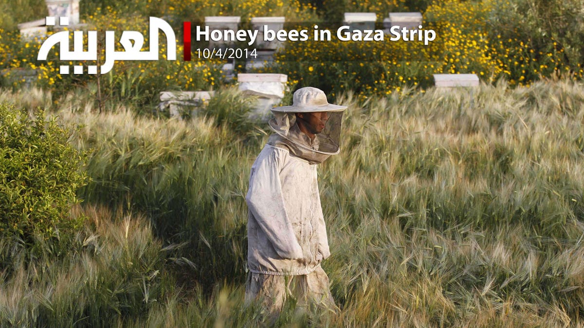 Honey bees in Gaza Strip