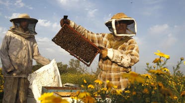 Honey bees in Gaza Strip